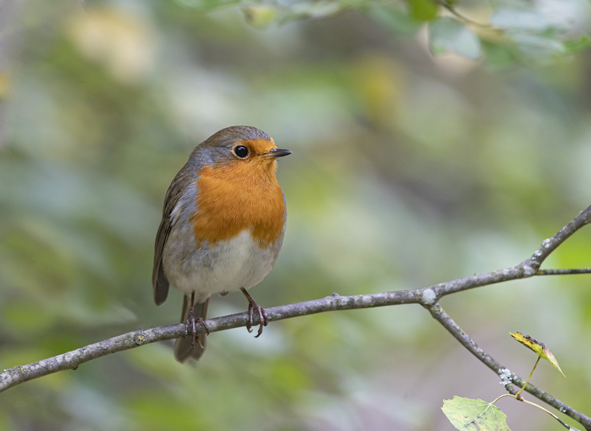 Зарянка – Erithacus rubecula