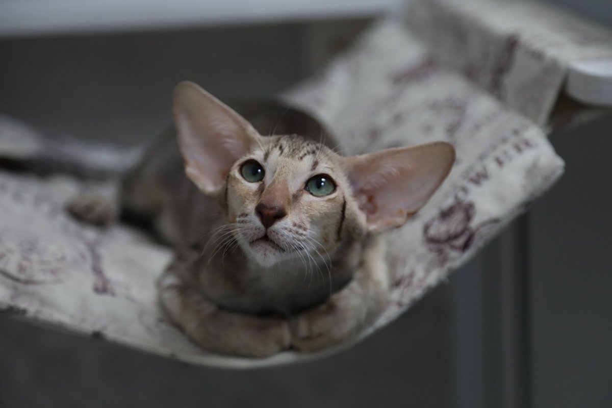 Ориентальный кот экстрим