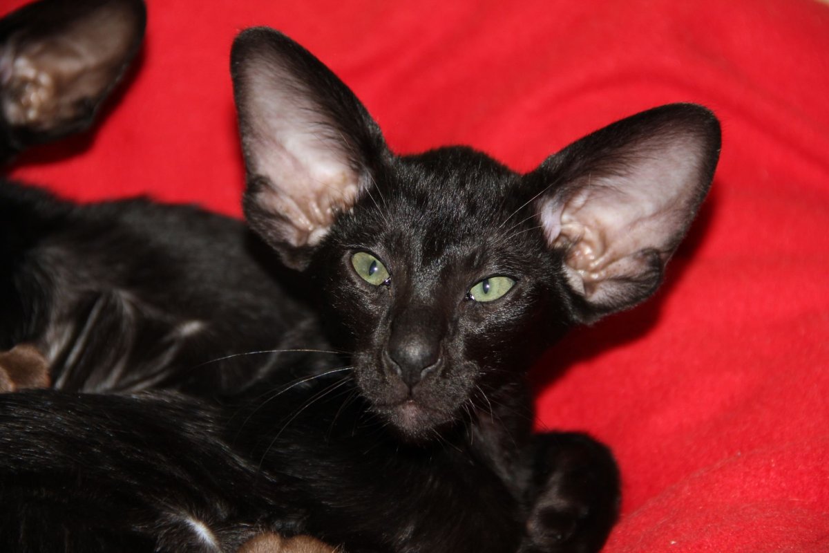 Ориентал эбони