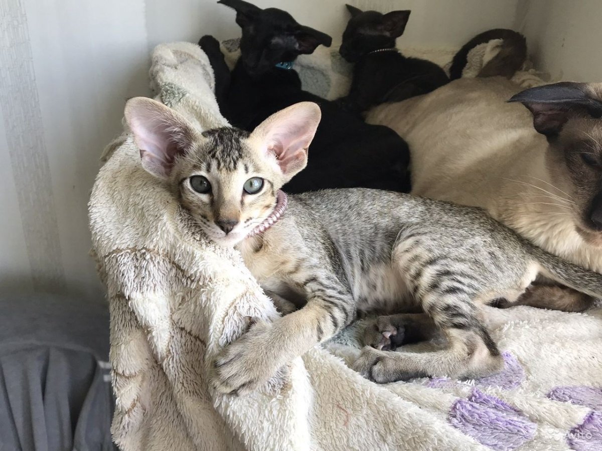 Ориентальный кот экстрим