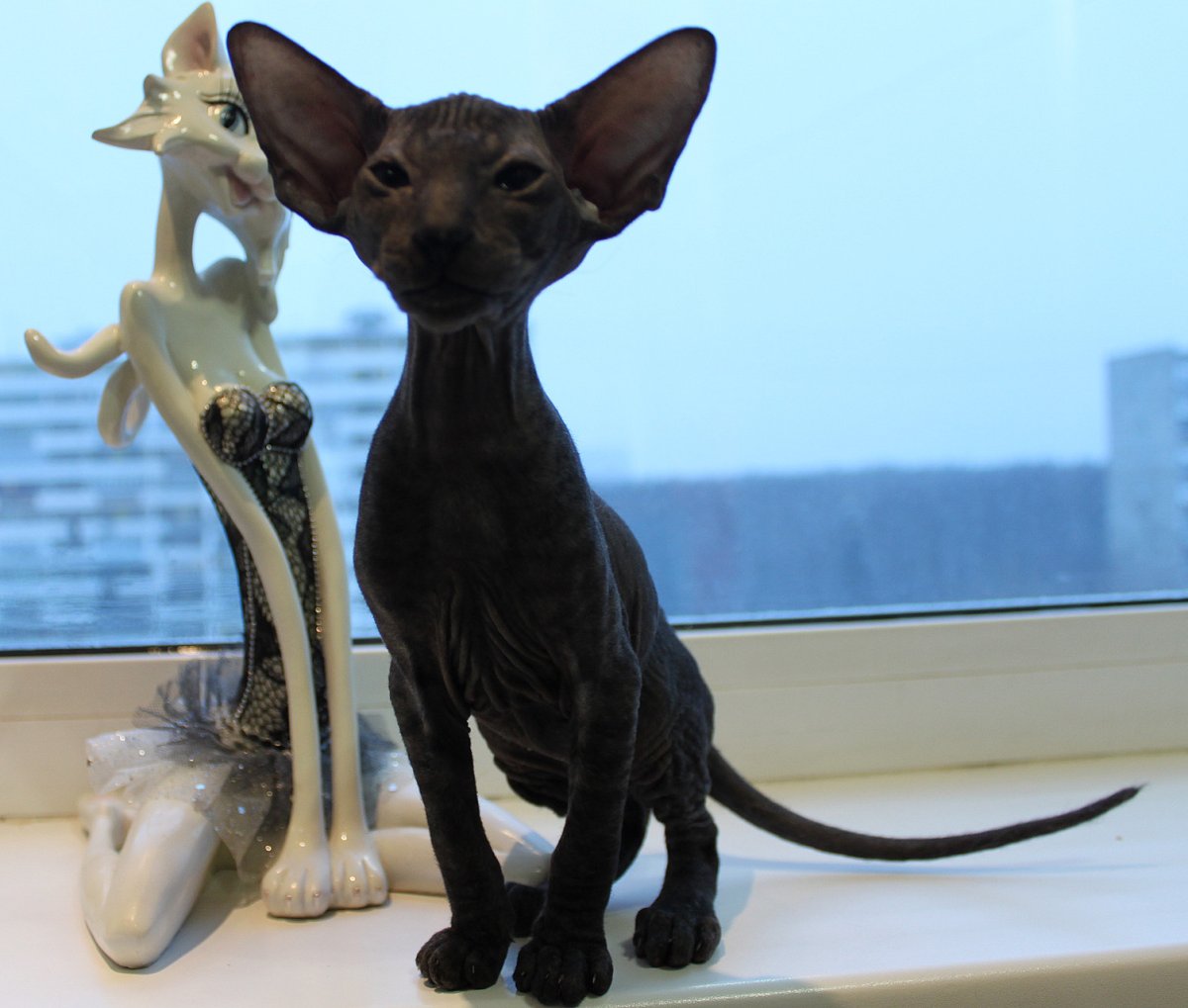 Петерболд Петербургский сфинкс