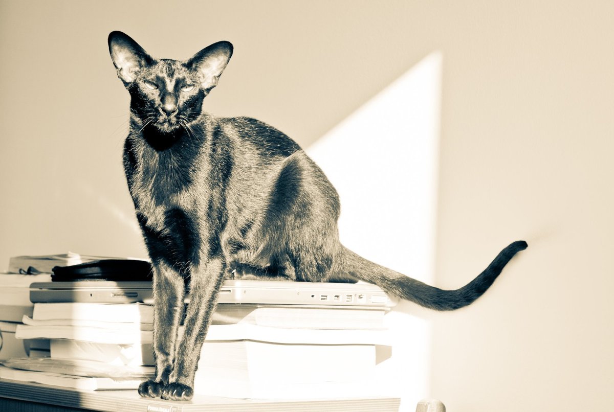 Ориентальная кошка (Ориентал)