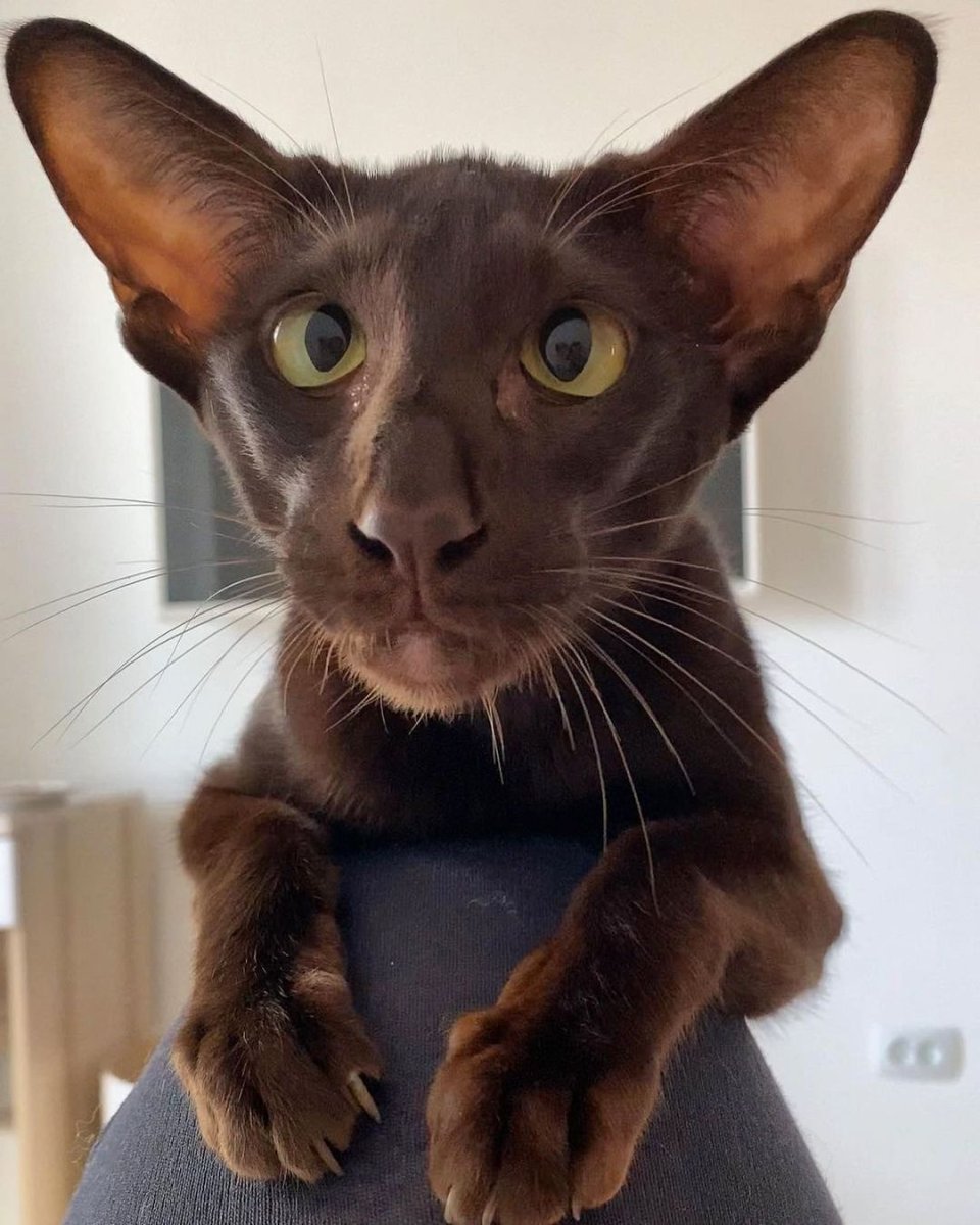 Ориентальный кот косоглазый