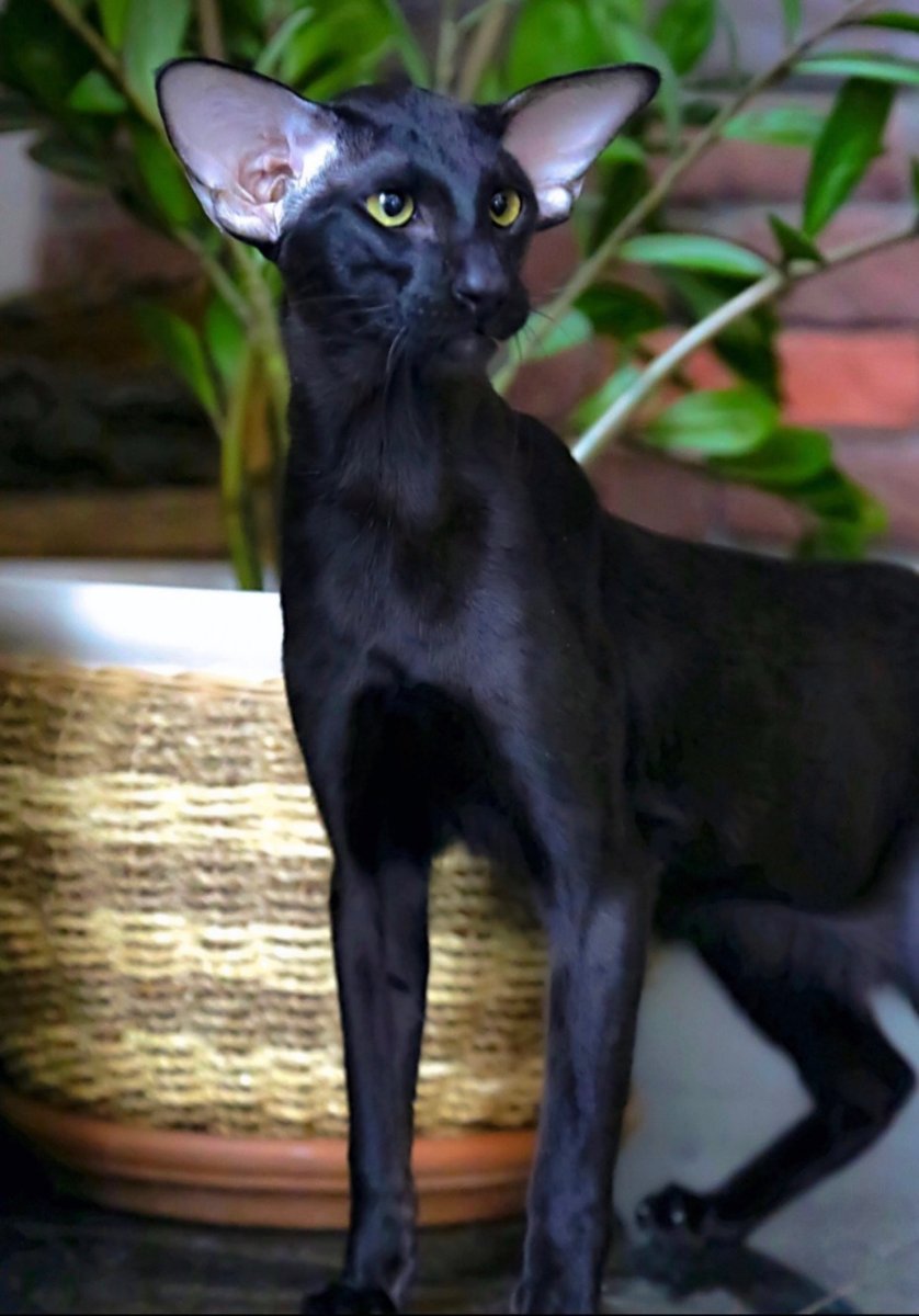 Ориентальная короткошерстная кошка