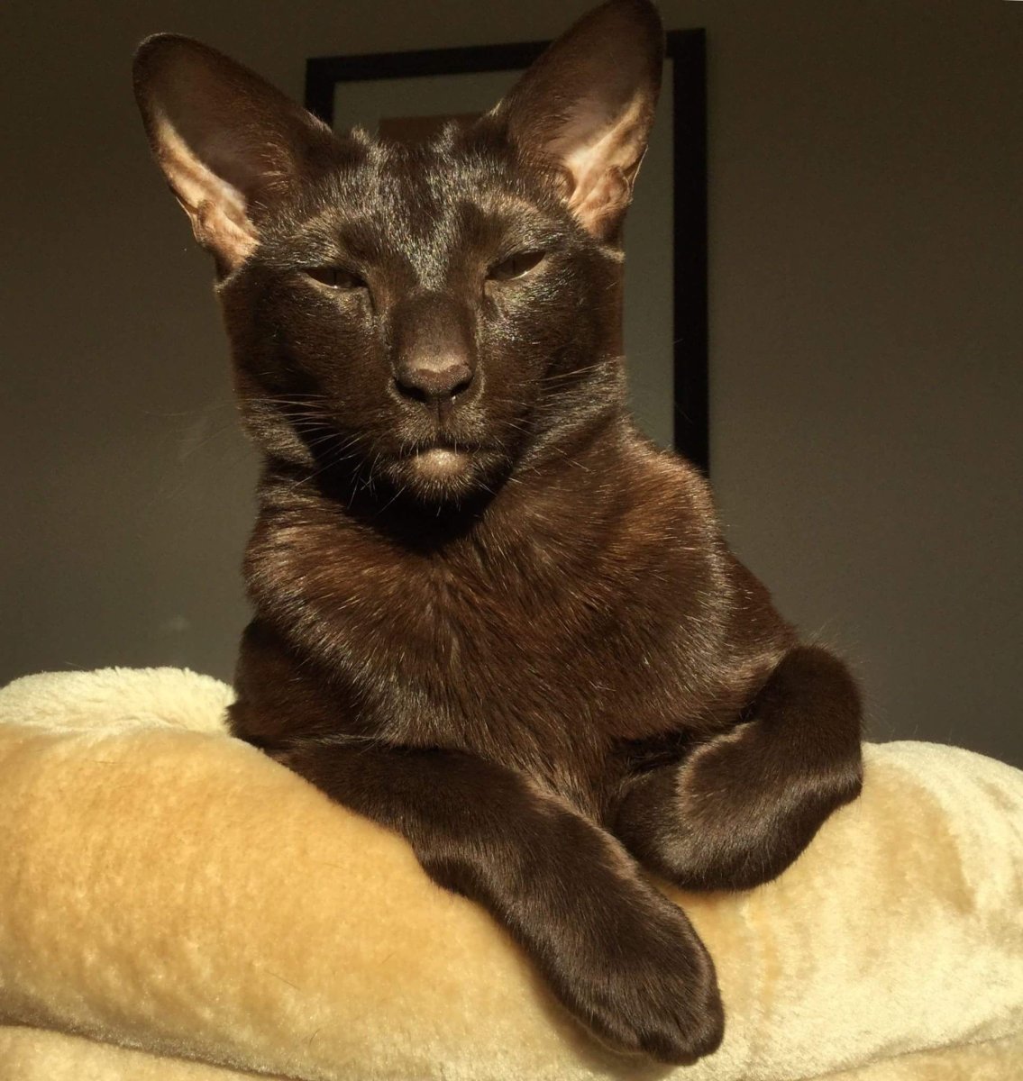 Ориентальная кошка циннамон