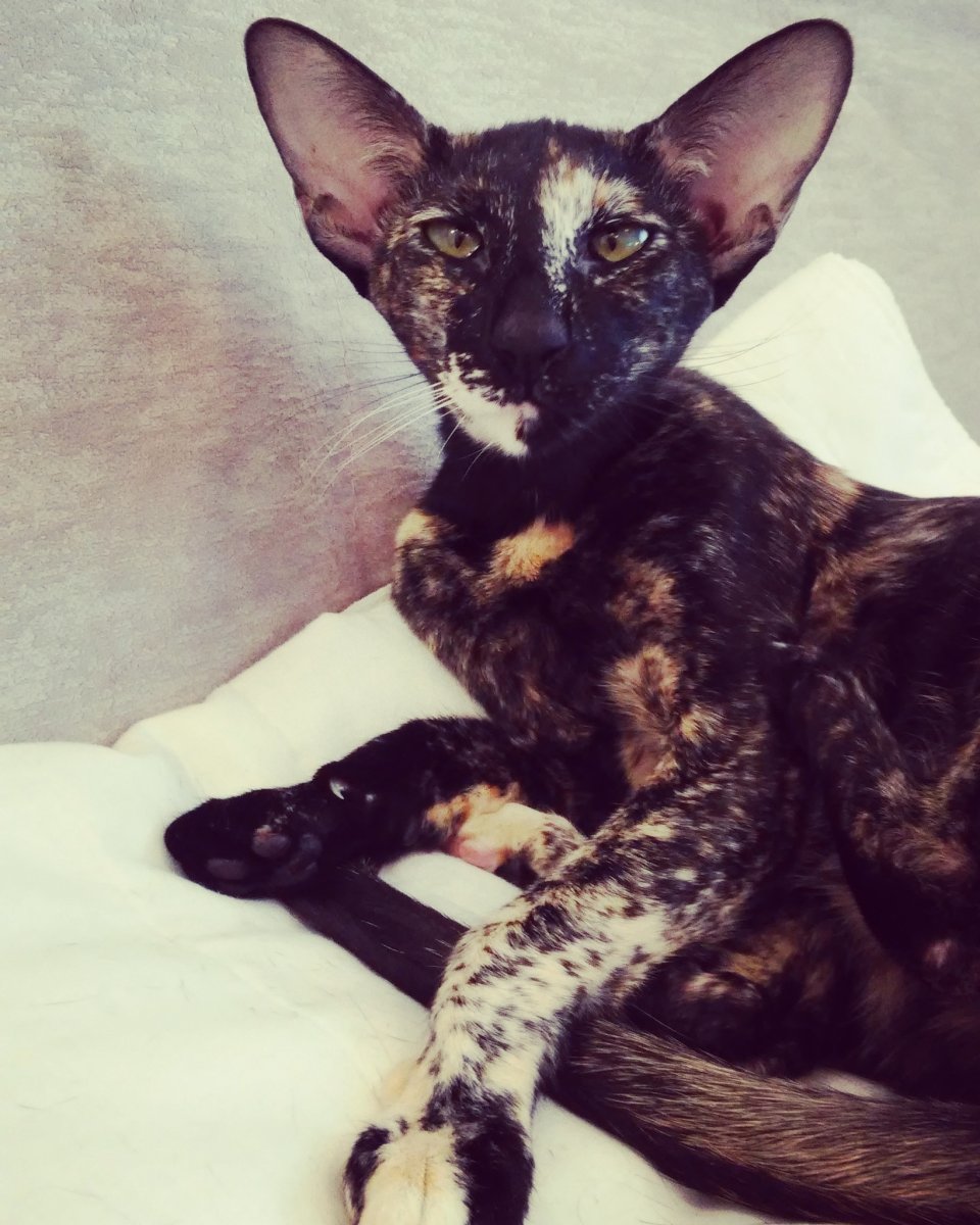 Ориенталы Бурма