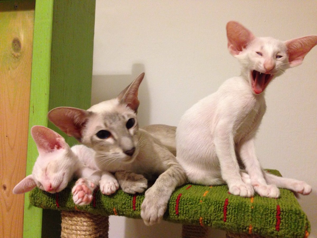 Ориентальная кошка (Ориентал)