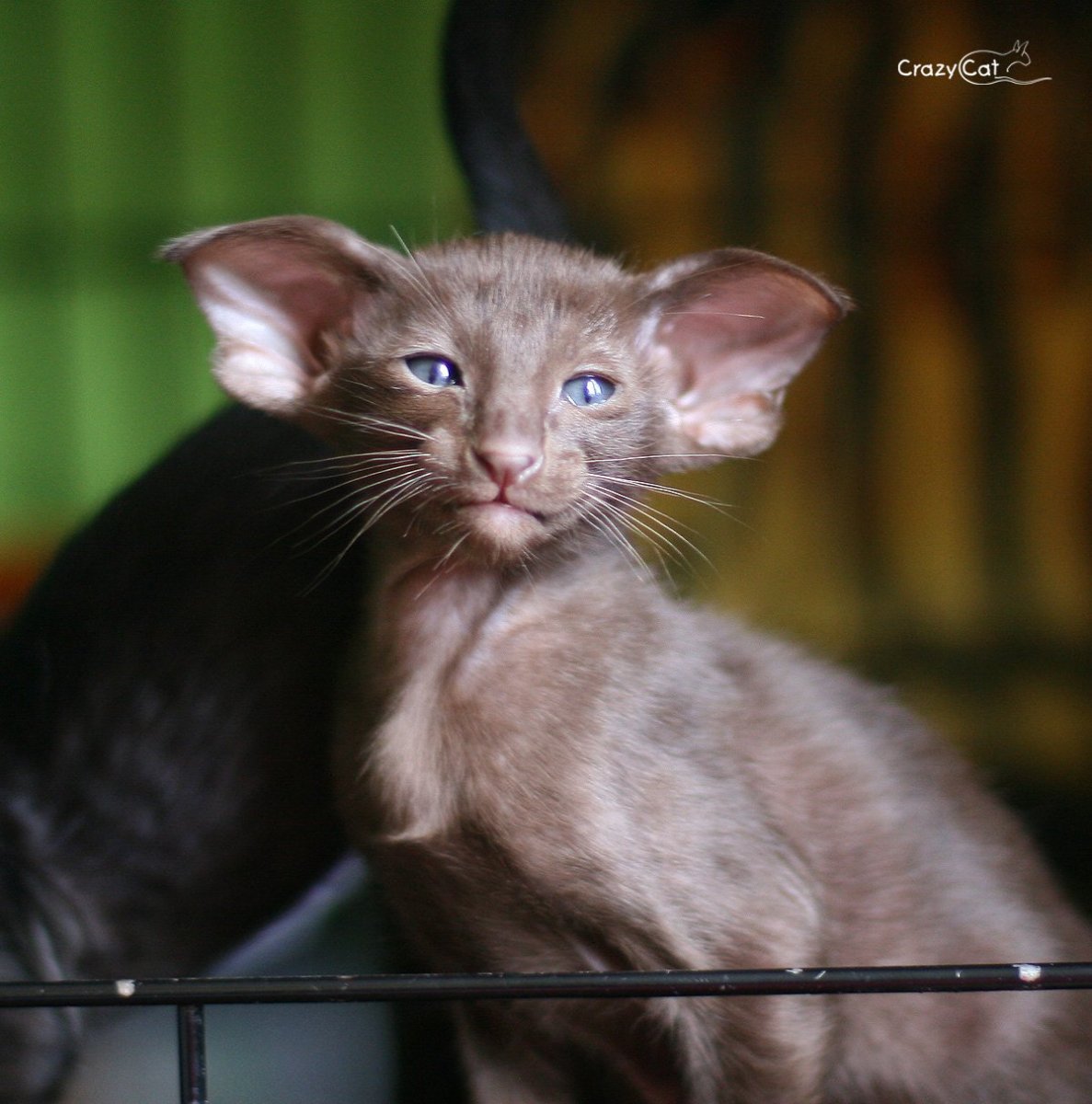 Ориентальная кошка экстремальная