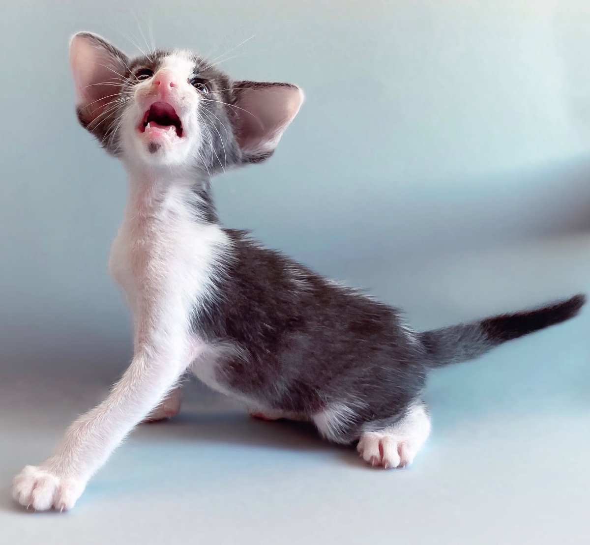 Корниш Девон рекс