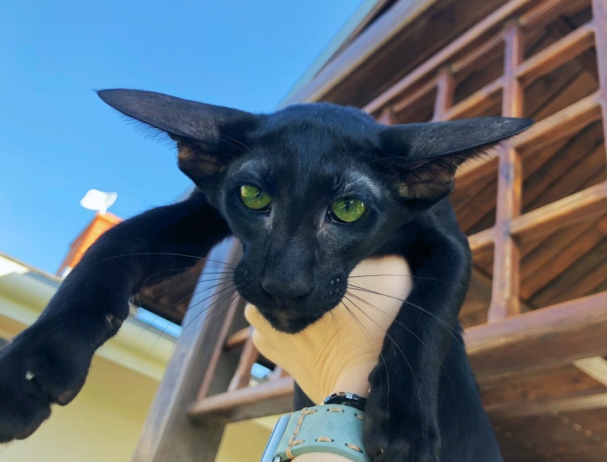 Кот Ориентал