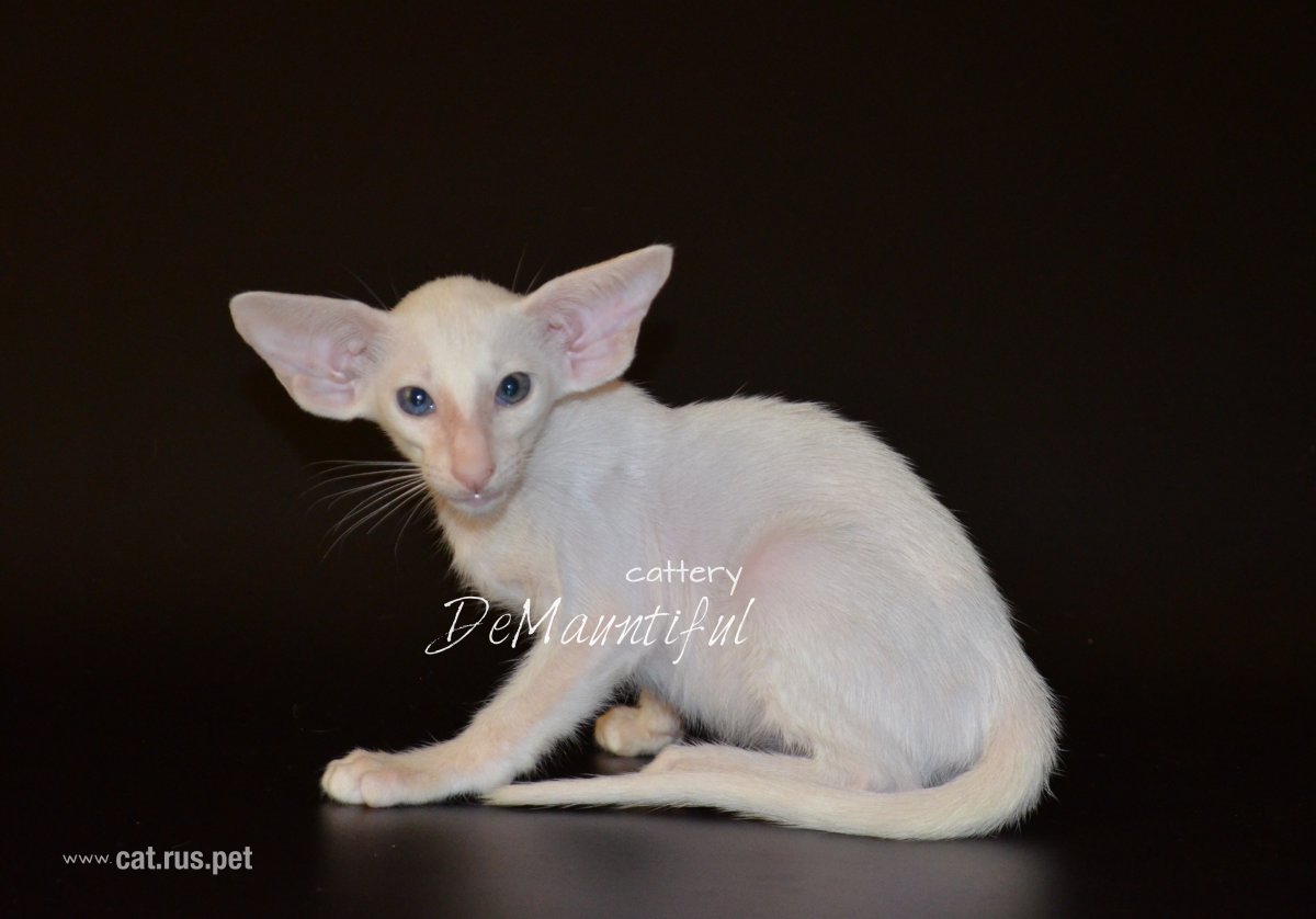 Ориентальная кошка экстремального типа белая