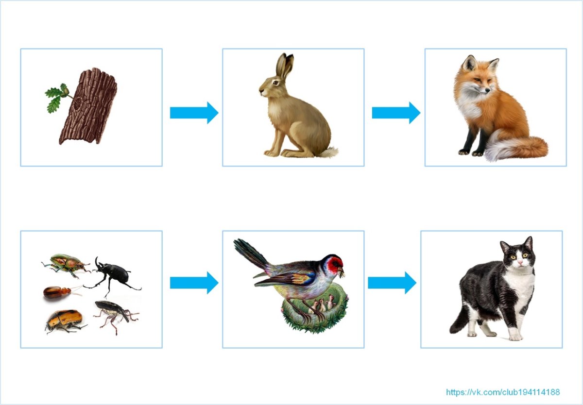 Пищевая цепочка