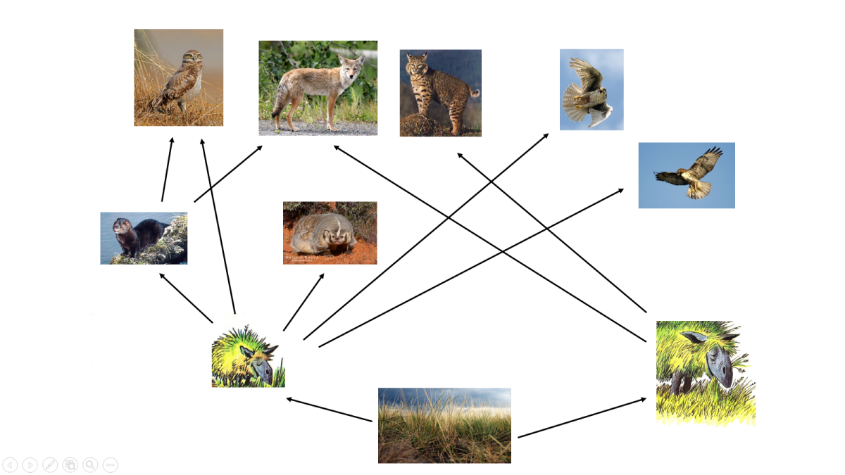 Цепочка животных в природе