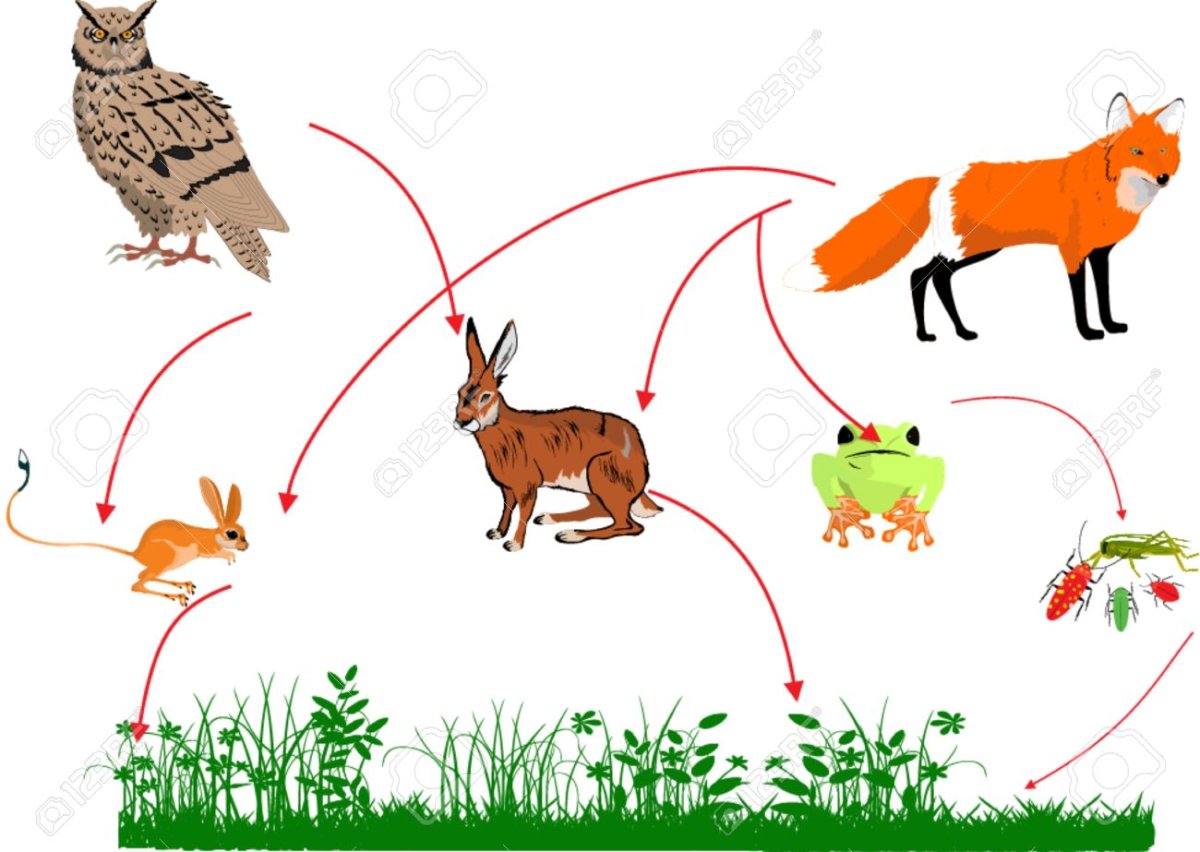 Цепочки питания животных для дошкольников