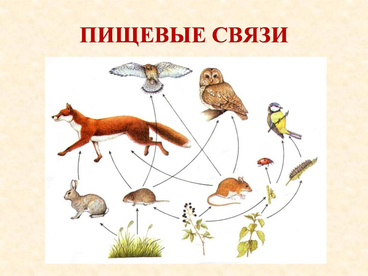 Пищевые связи в экосистеме