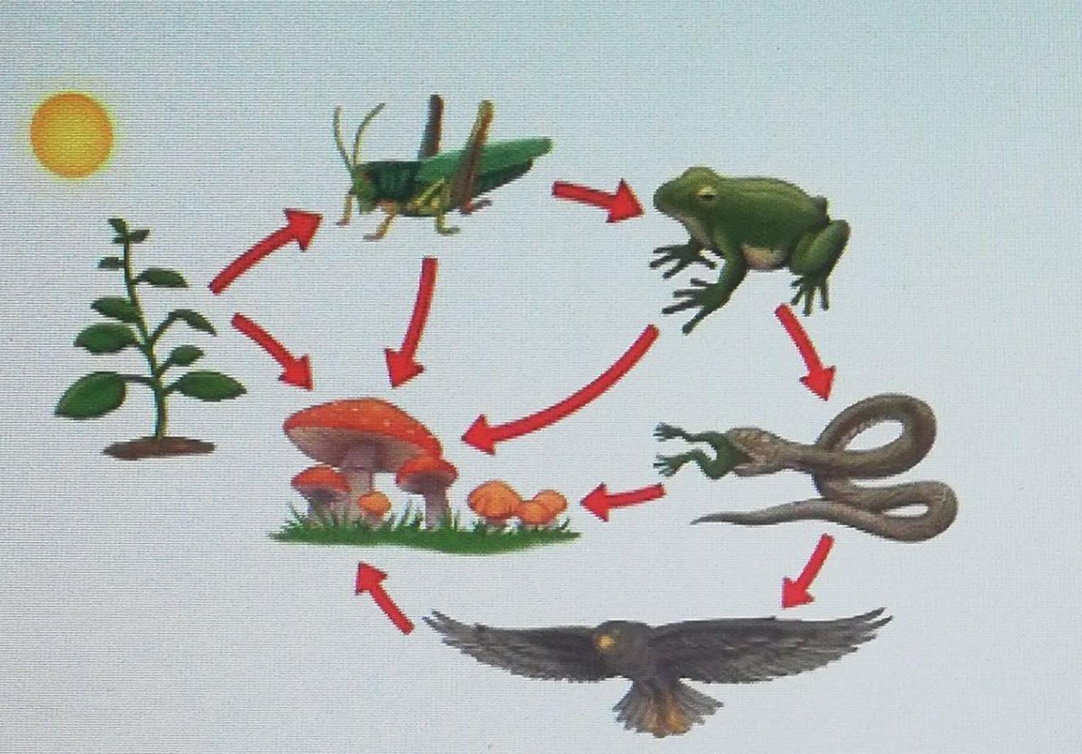 Биология 5 пищевые Цепочки.