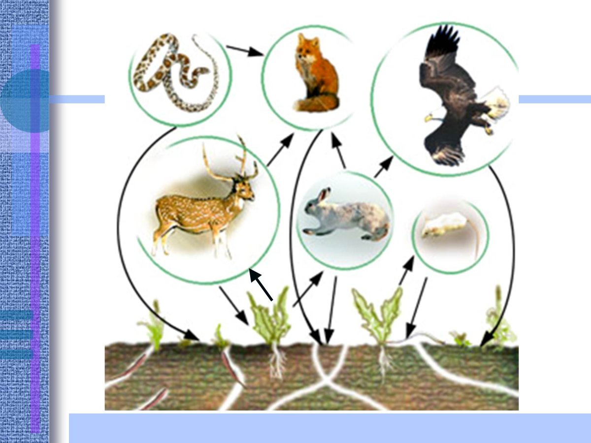 Пищевая цепочка леса для дошкольников