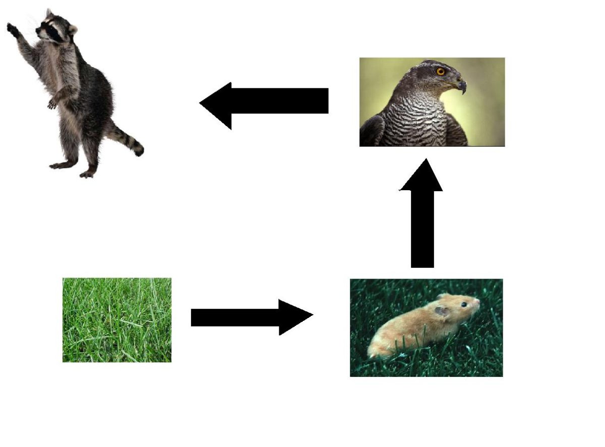 Пищевая цепь