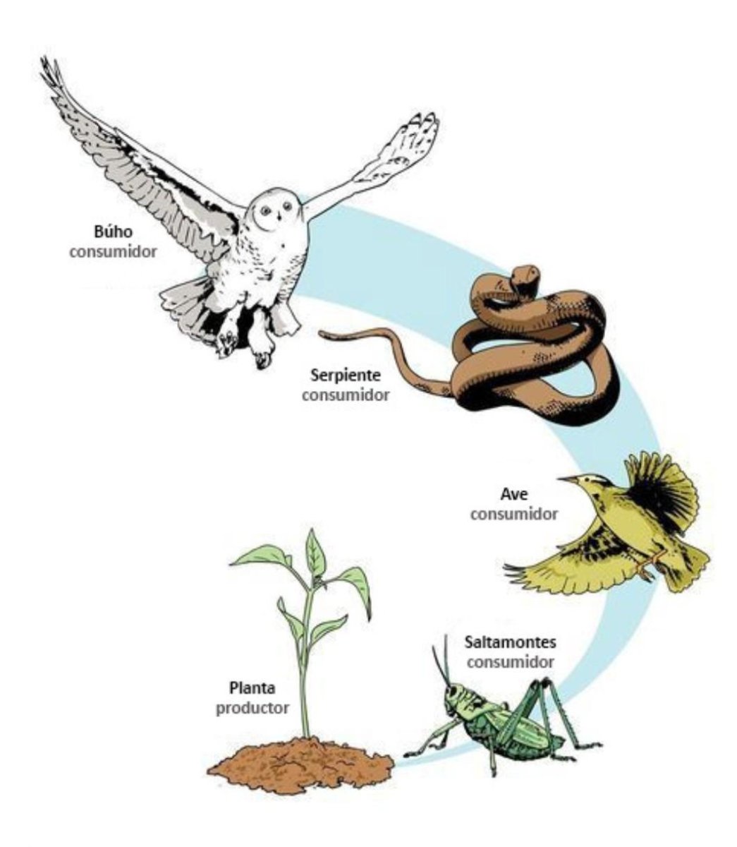 Пищевая цепочка