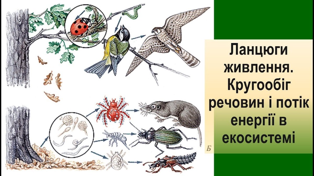 Цепи выедания и разложения