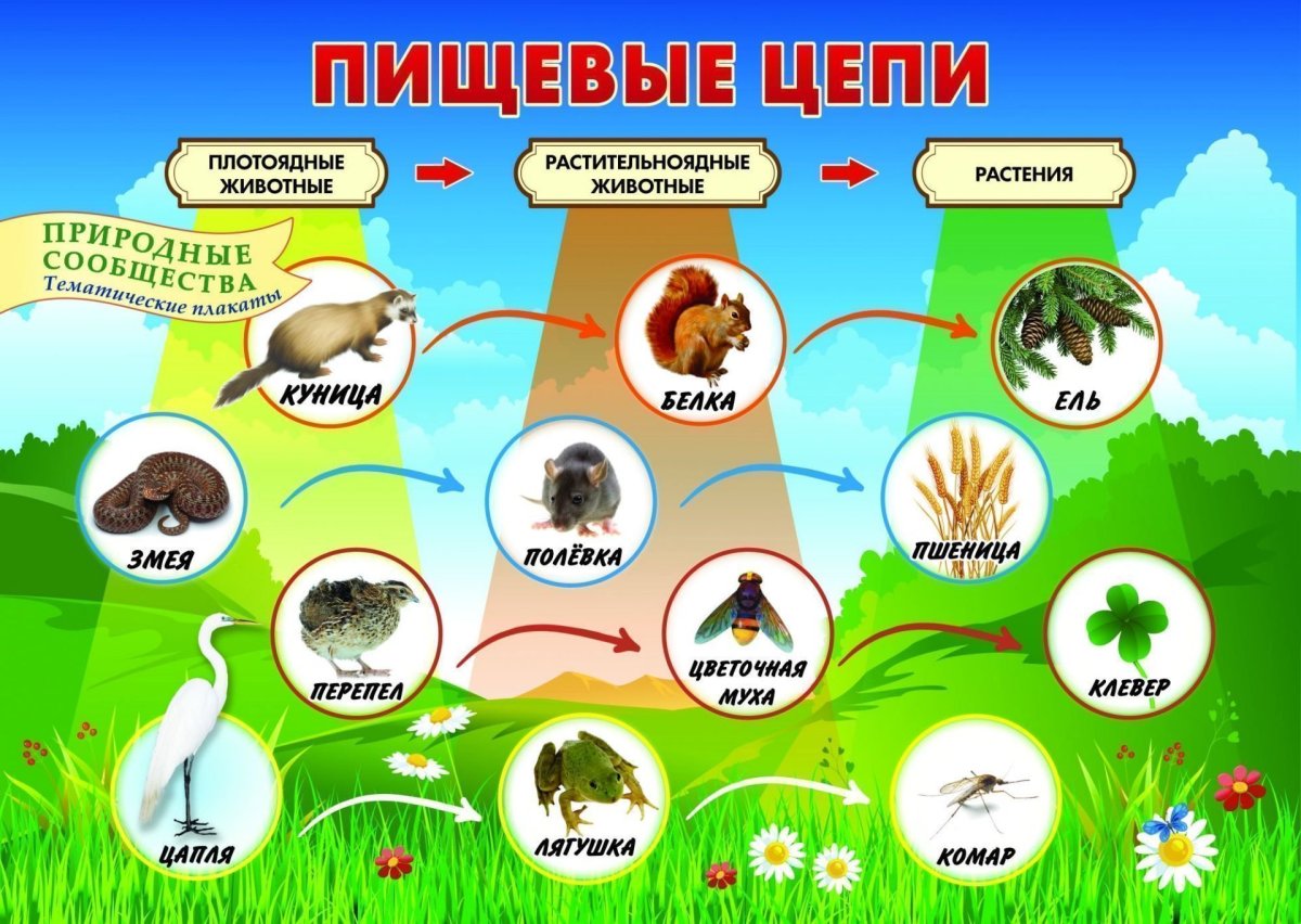 Пищевая цепочка природного сообщества