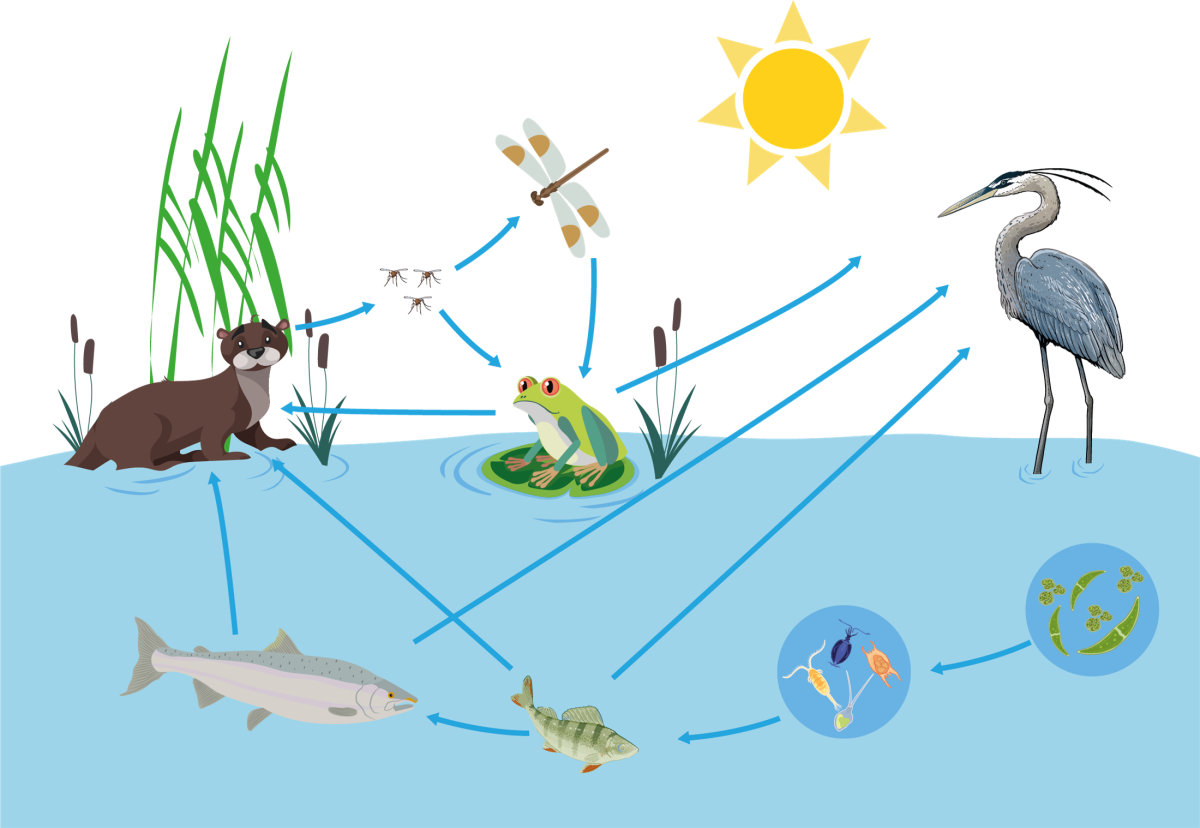 Фитопланктон зоопланктон пищевая цепь