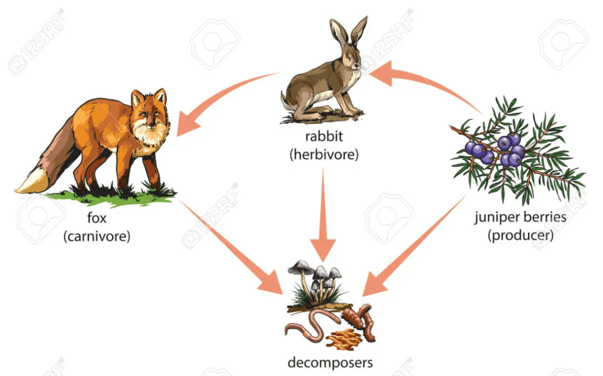 Цепь питания с лисой
