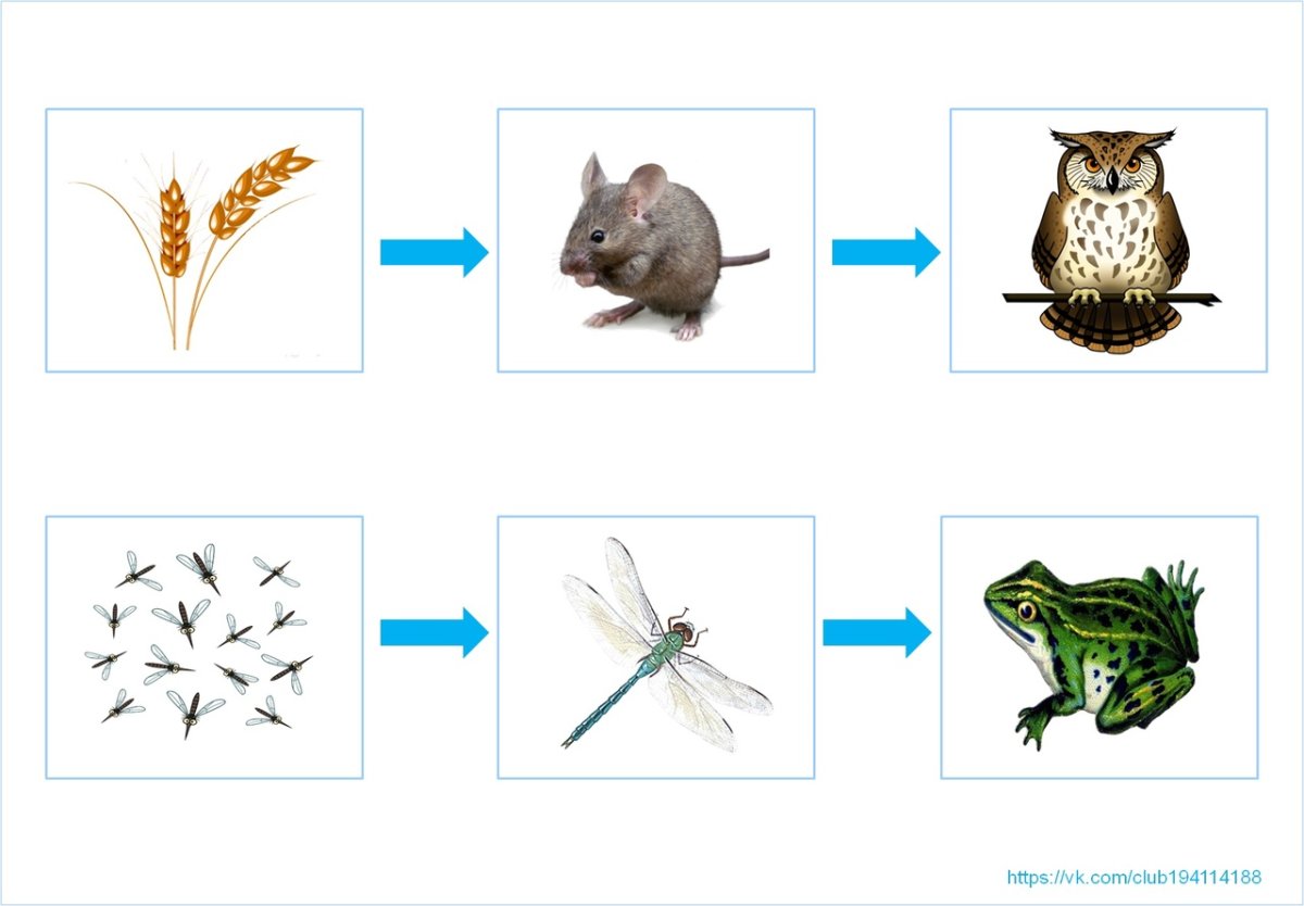 Цепочки питания животных для дошкольников