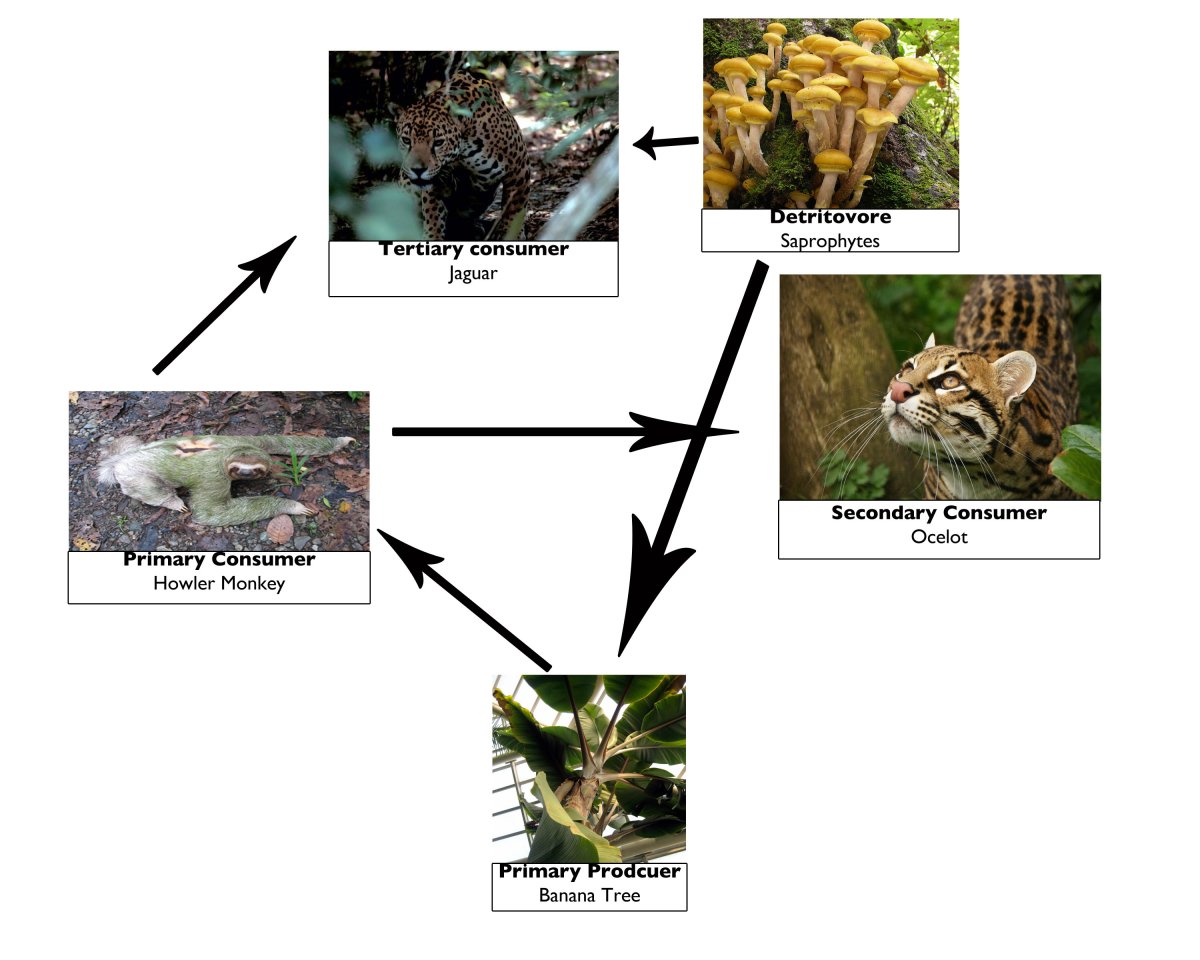 Пищевая цепочка в природе