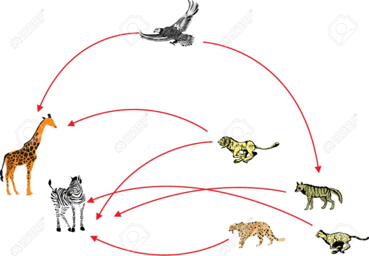 Цепь питания жирафа