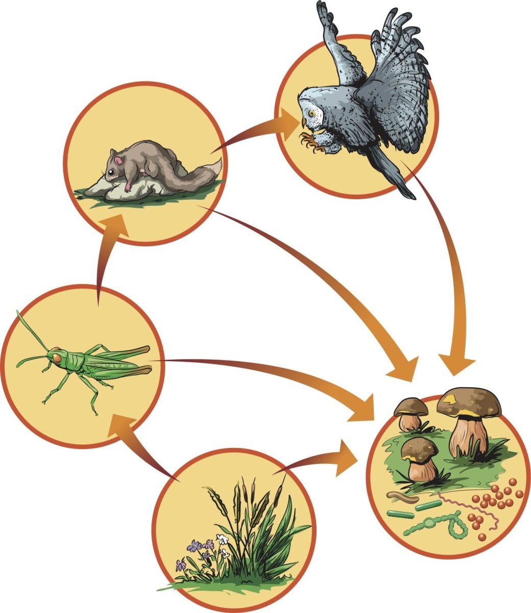 Цепи питания