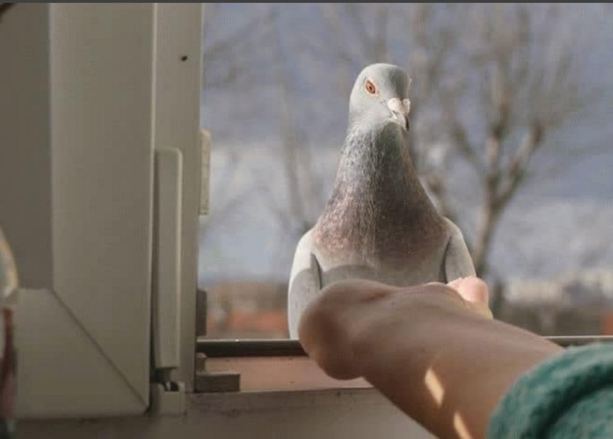 Птица на подоконнике