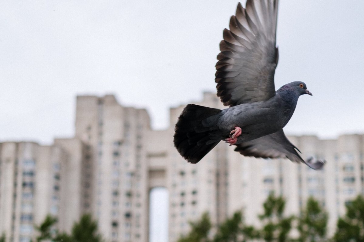 Голубь на карнизе