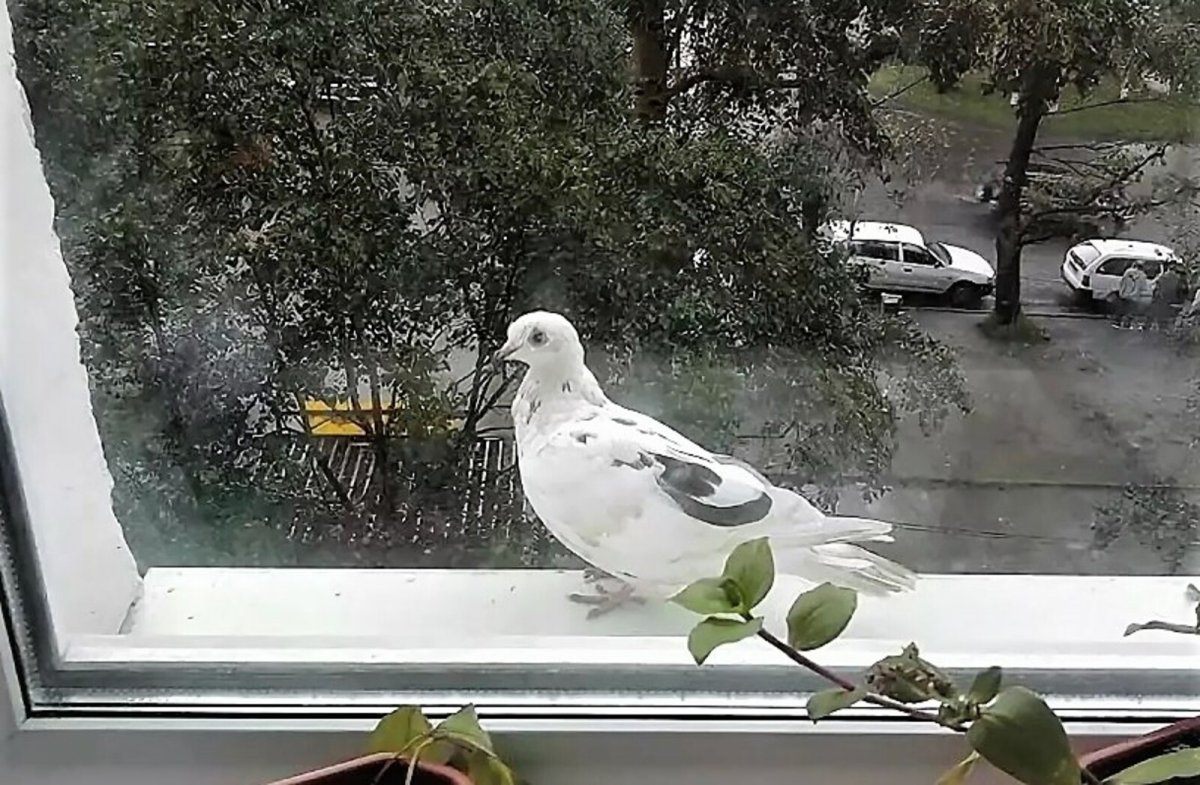 Птички на окна