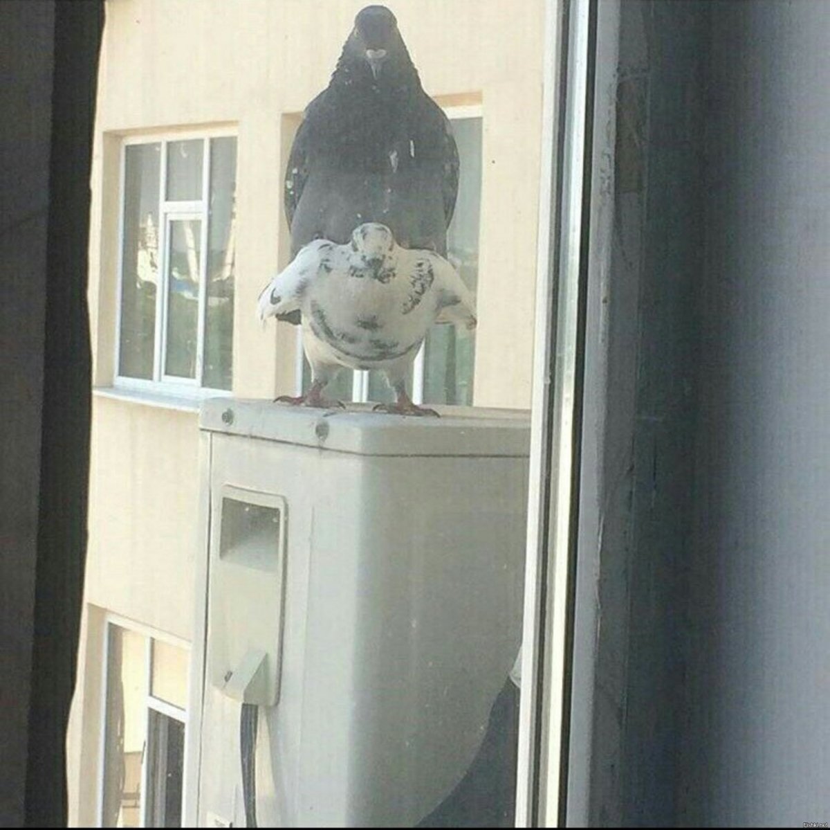 Смешной вид из окна