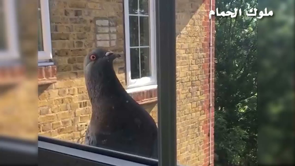 Голубь заглядывает в окно