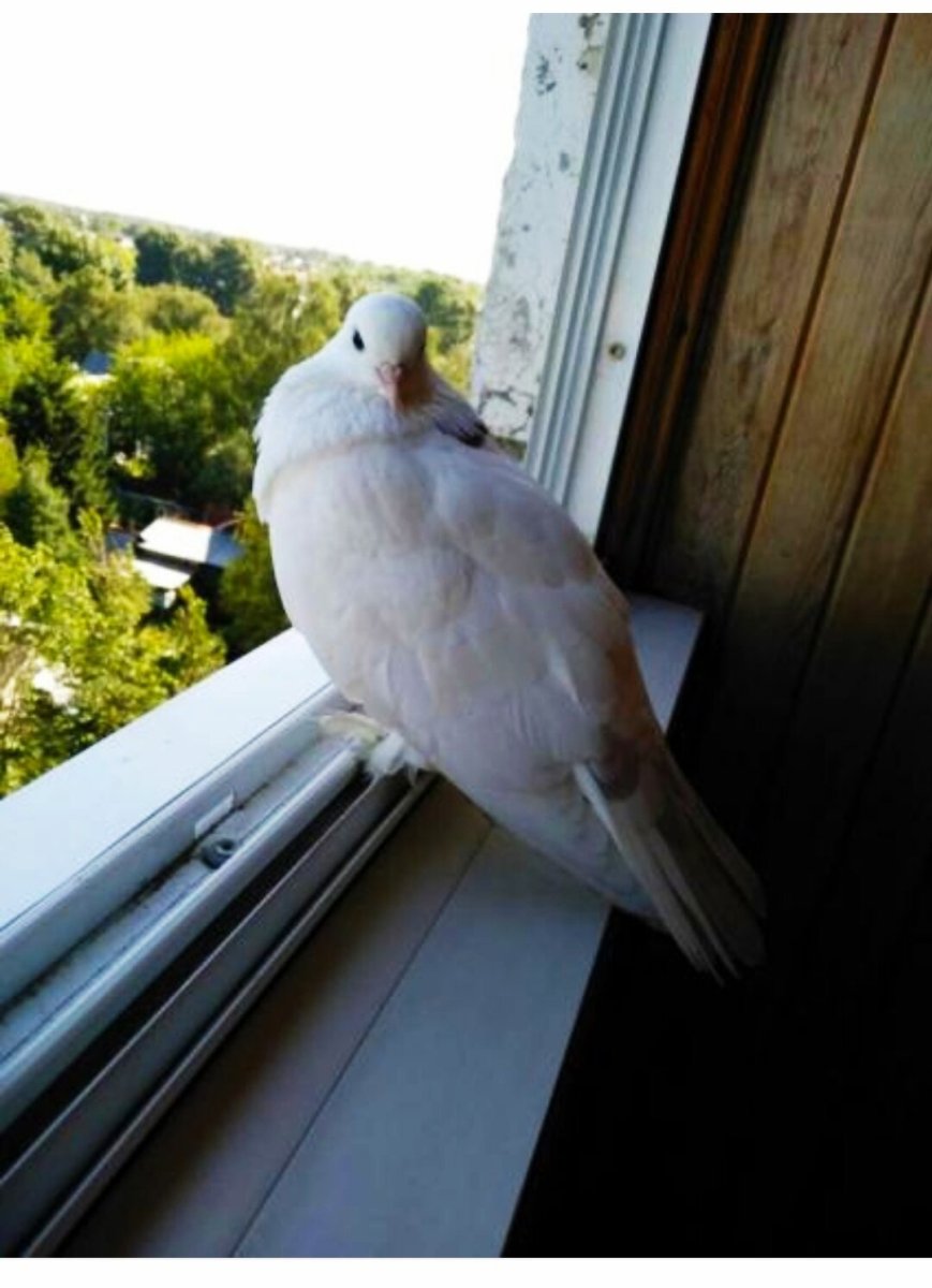 Голубь на окошке