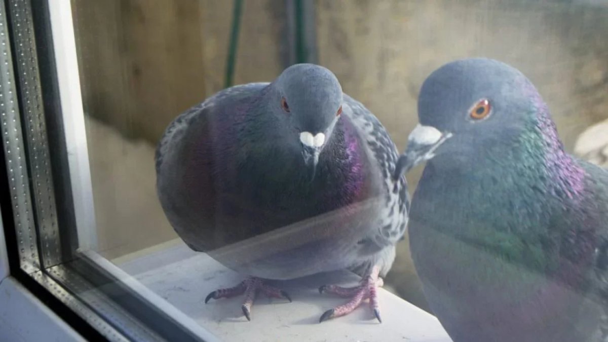 Голубь за окном