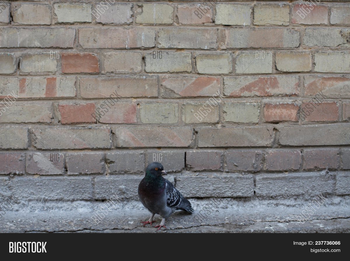Голуби под окном примета
