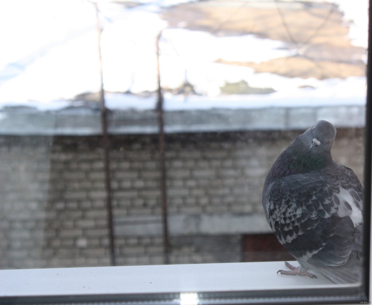 Горлица птица на окне