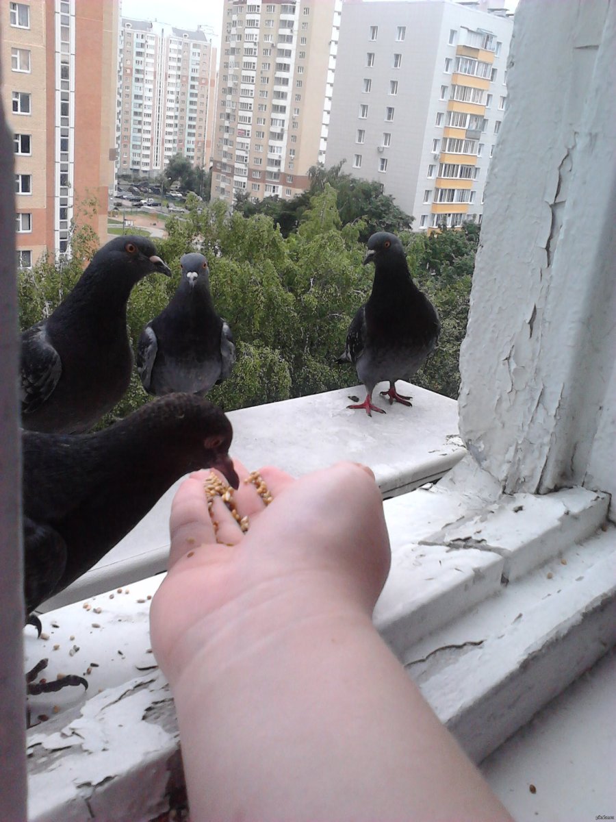 Голубь испугался