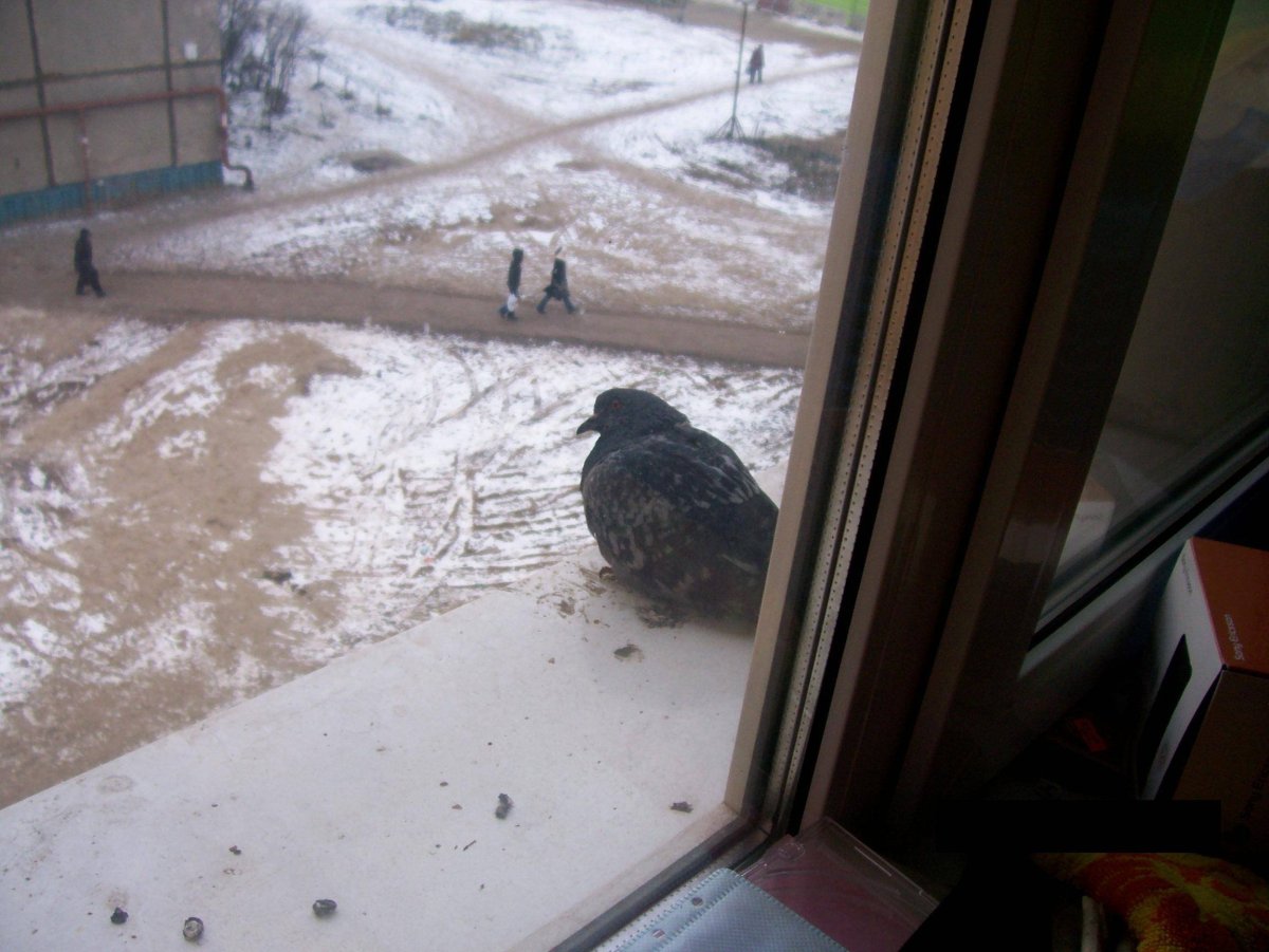 На заснеженном подоконнике голуби