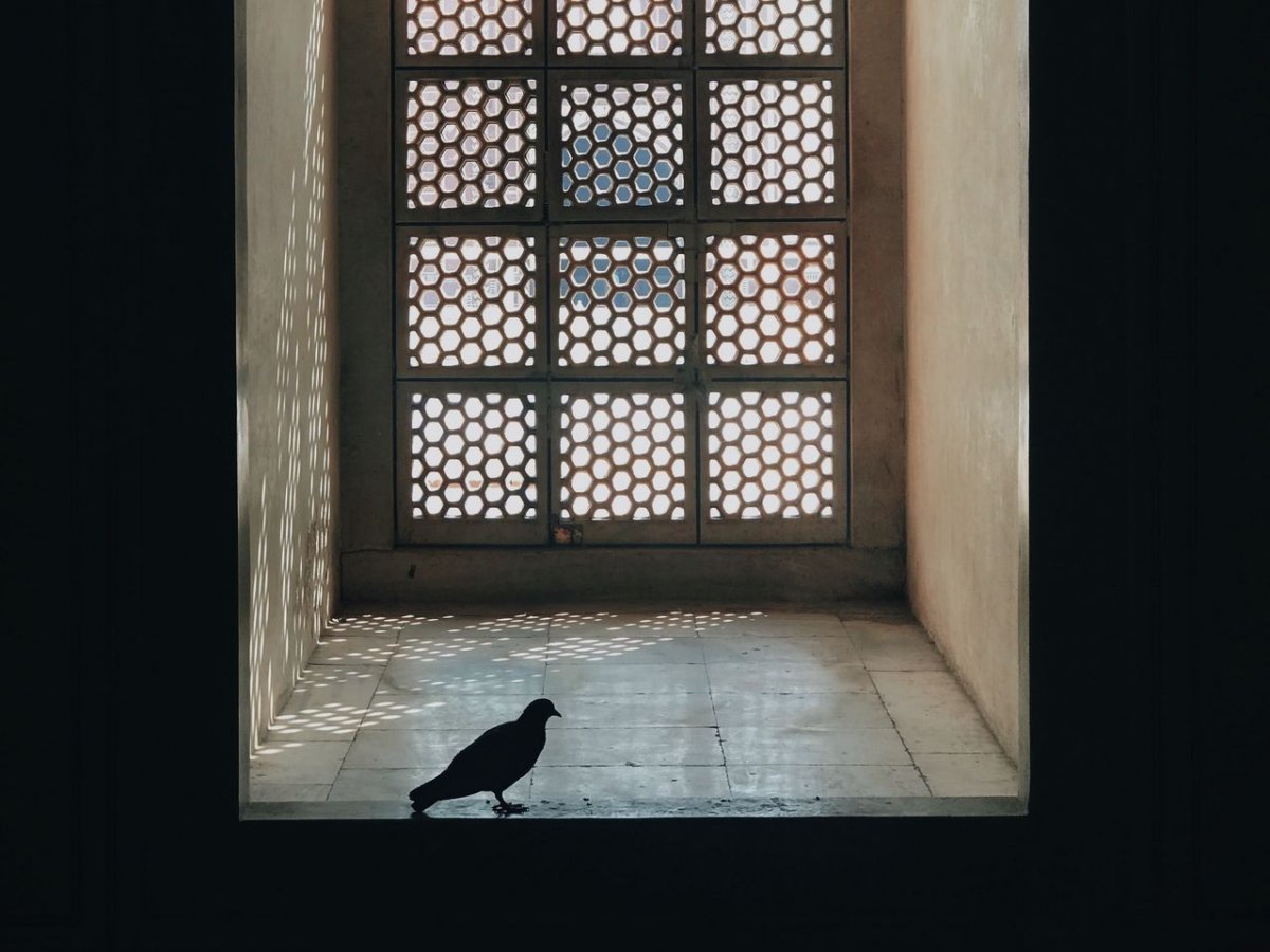 Голубь за окном