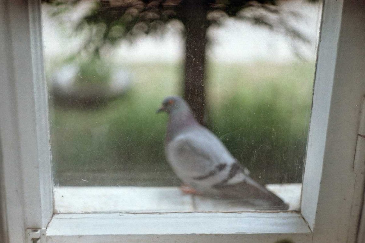 Белый голубь на окне