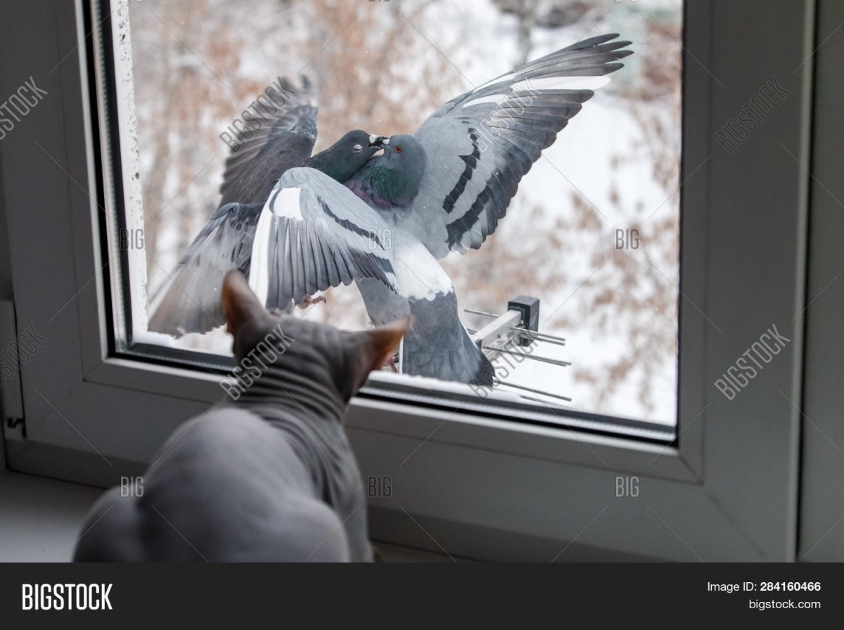 Голубь на подоконнике