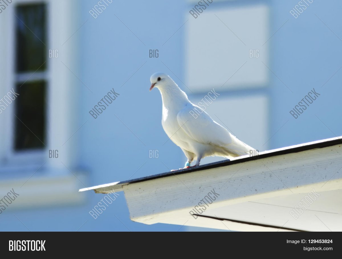 Белый голубь на окне