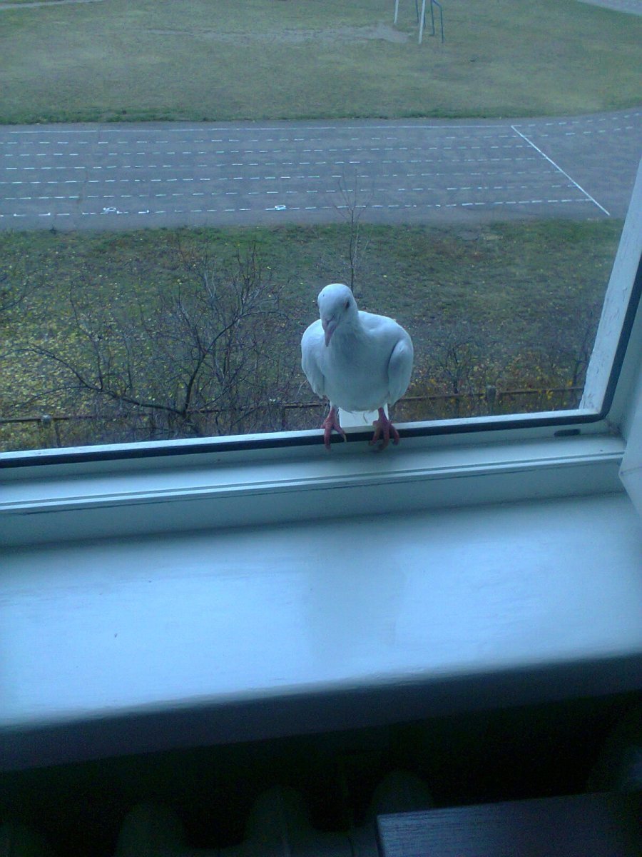 Белый голубь на окне