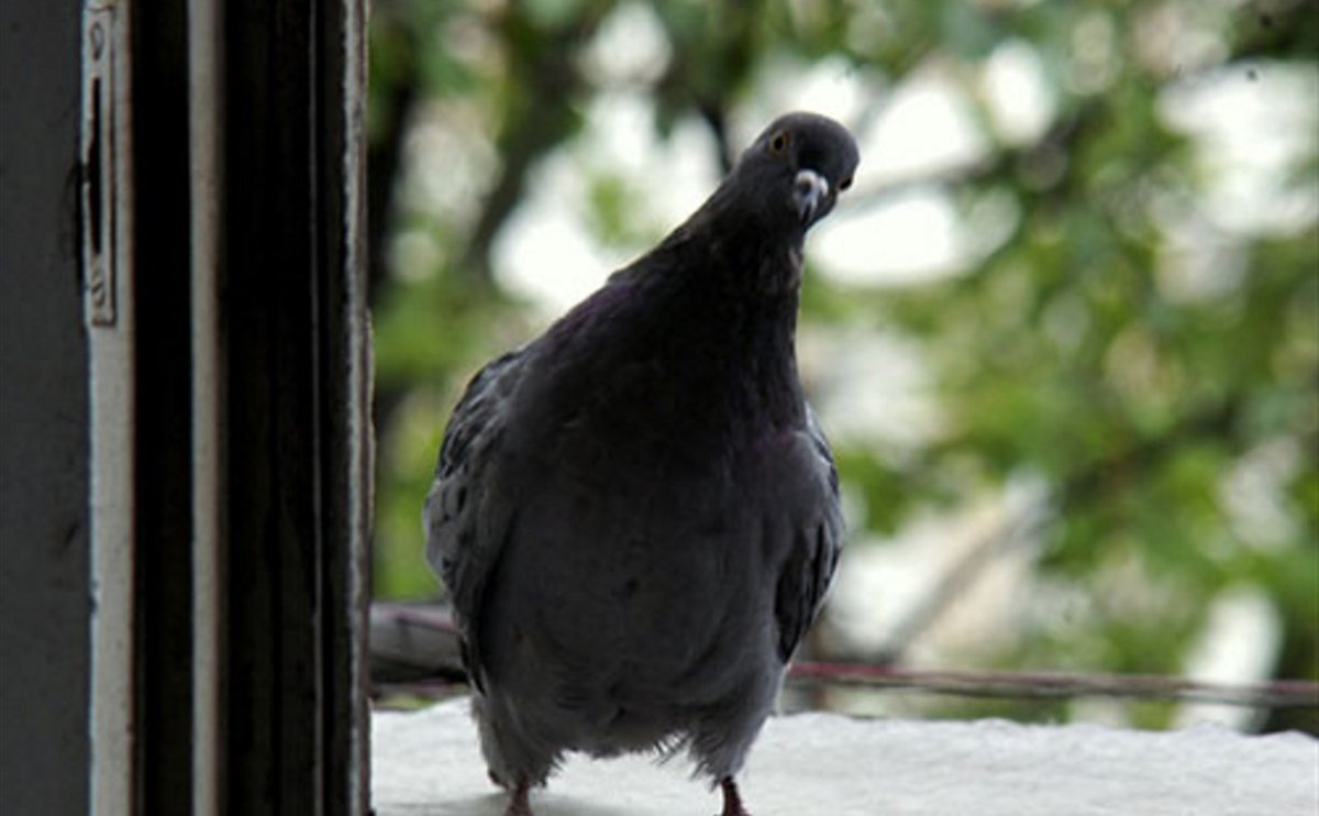 Голубь на подоконнике