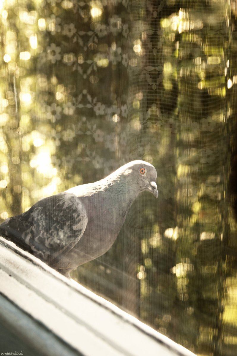 Голубь за окном