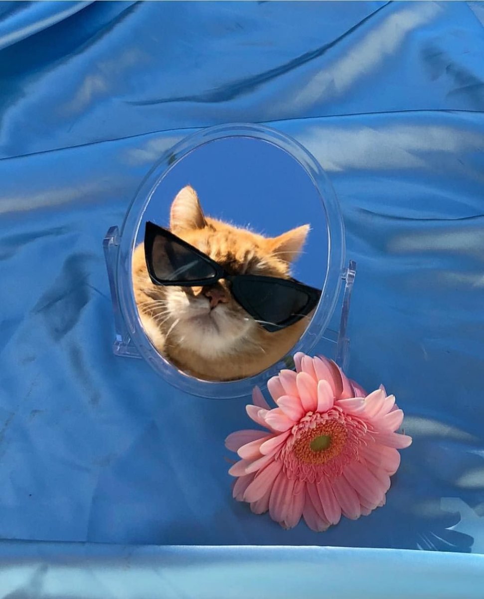 Котик в очках Эстетика